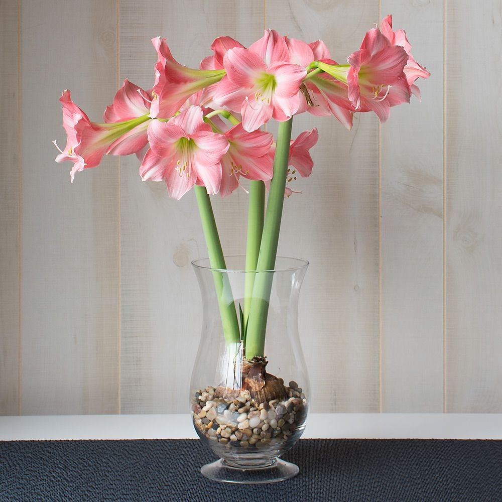 Amaryllis 'Rebecca'