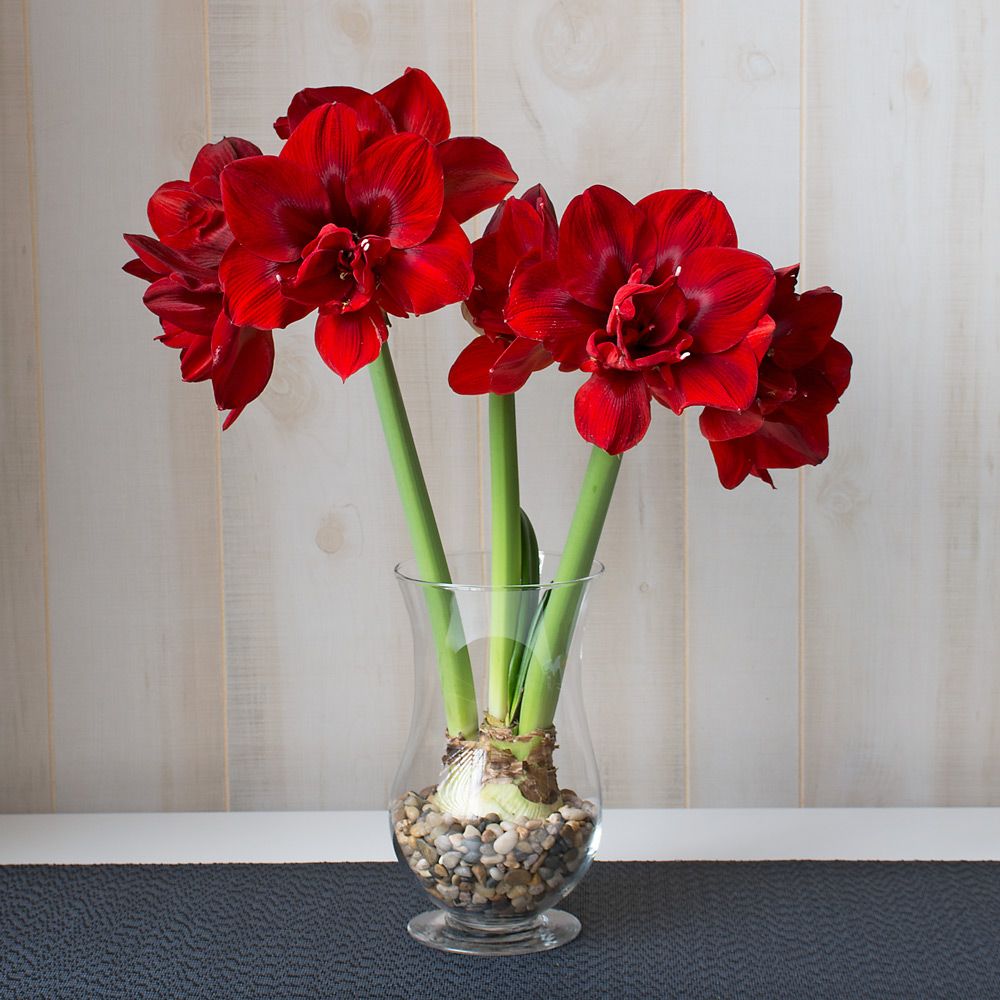 Amaryllis 'Velvet Nymph' White Flower Farm