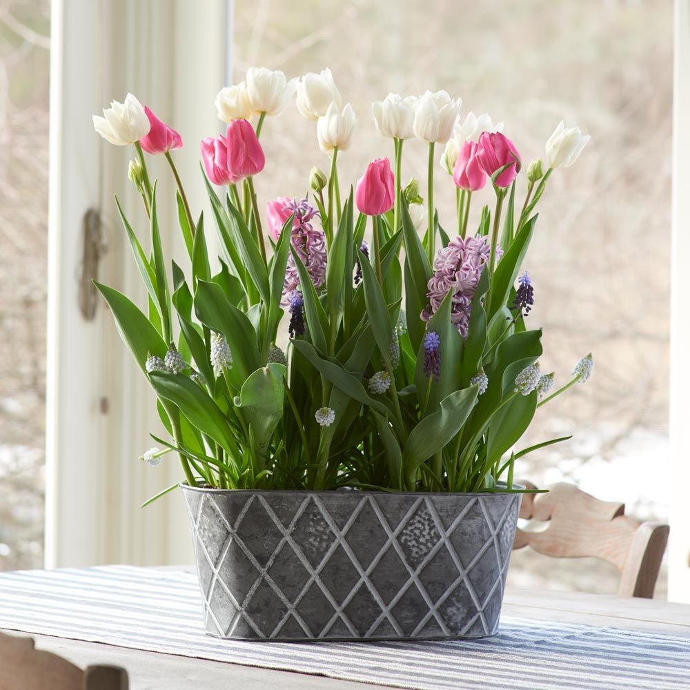 Spring Meadow Bulb Garden