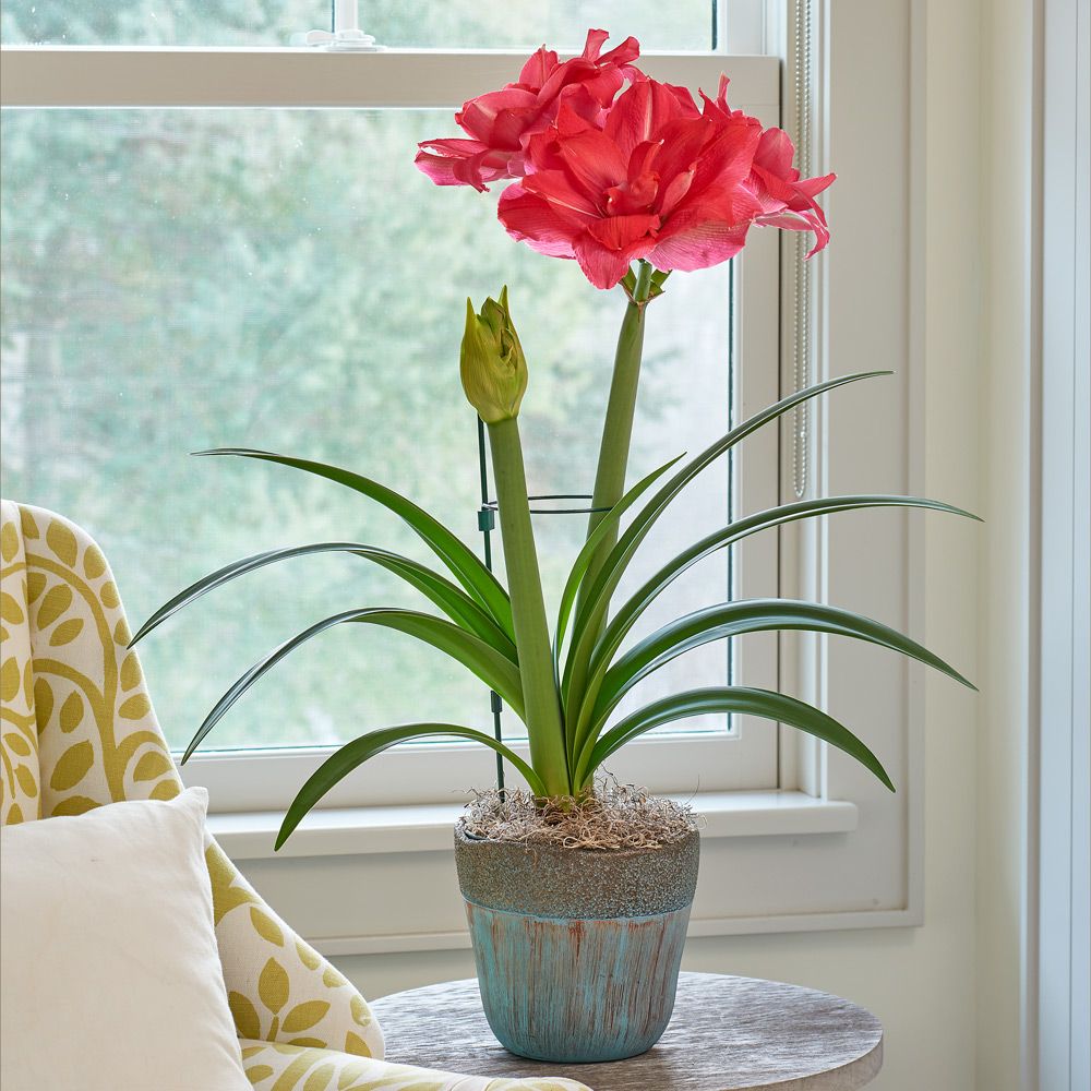 Amaryllis 'Candy Nymph'