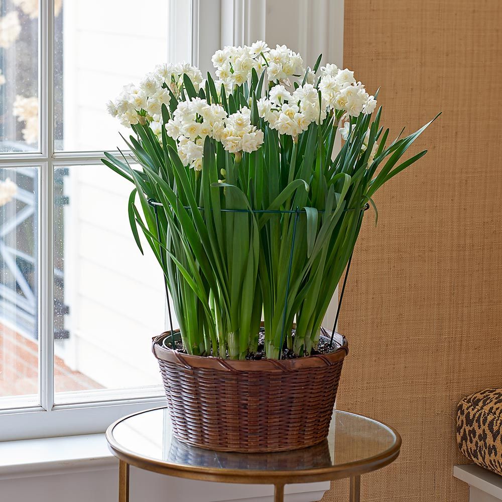 Fragrant Narcissus 'Erlicheer' Bulb Collection in large woven basket |  White Flower Farm