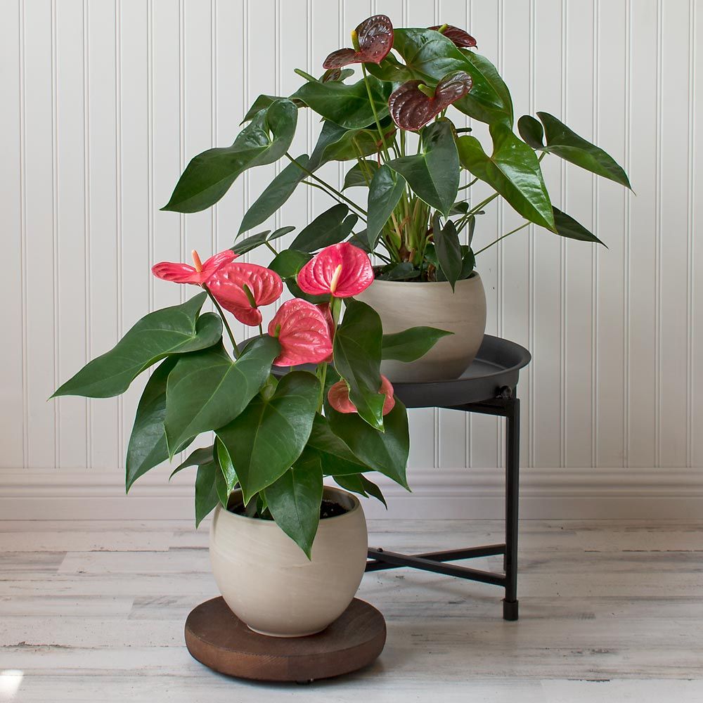 Anthuriums in cream ceramic cachepots