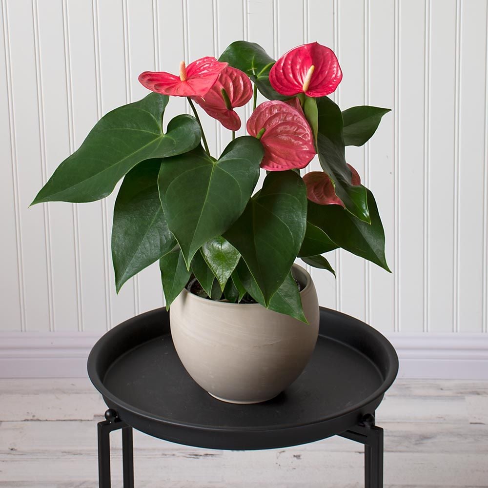 Anthurium Care