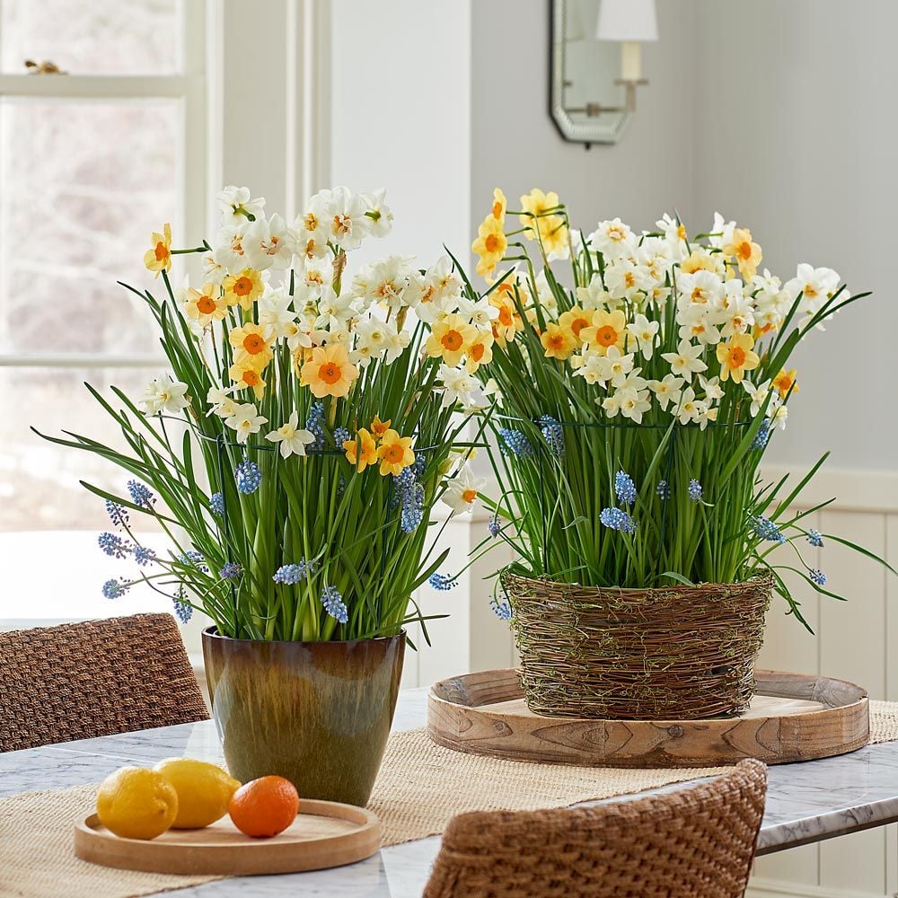 Daffodil Fields Bulb Collection