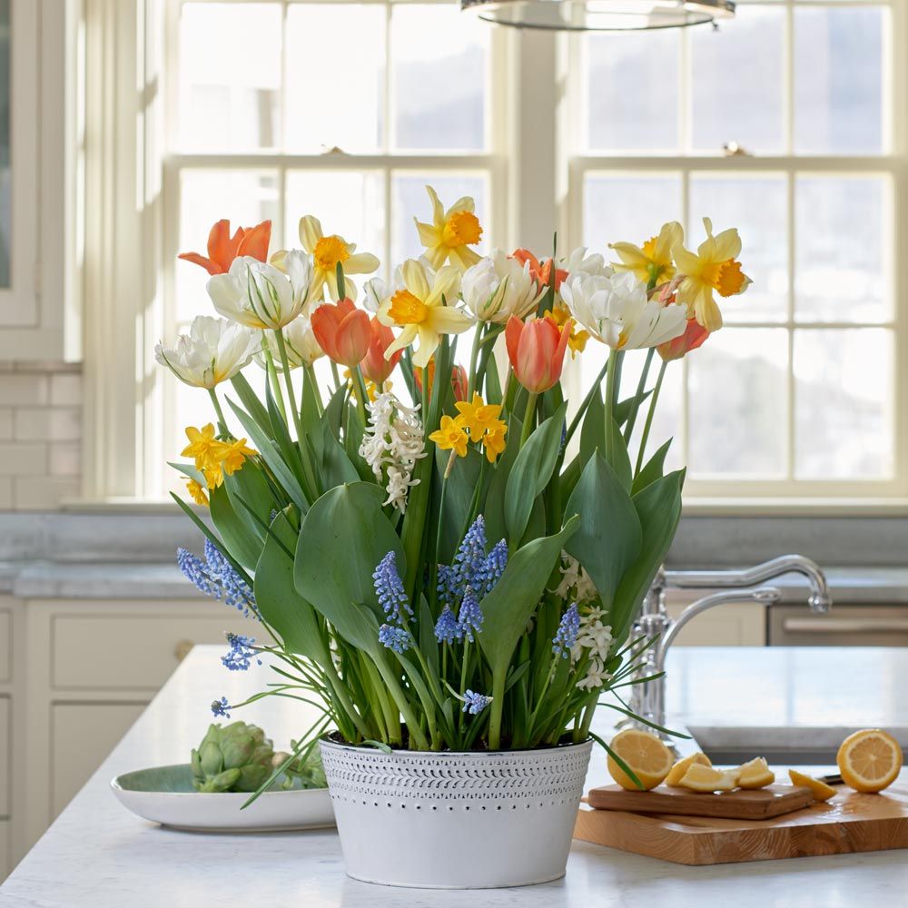 Spring Panache Bulb Garden