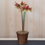  Amaryllis 'Mystica,' one bulb in woven basket