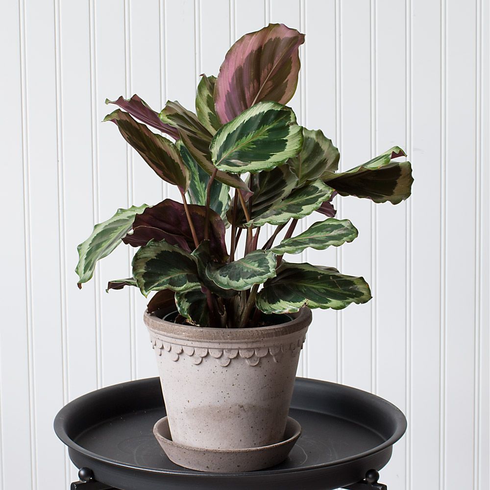 HardtoFind Houseplants White Flower Farm