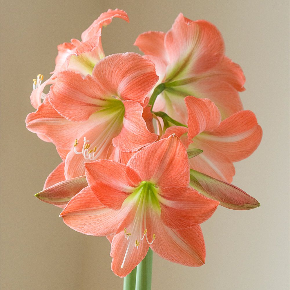 Amaryllis 'Serenity' White Flower Farm