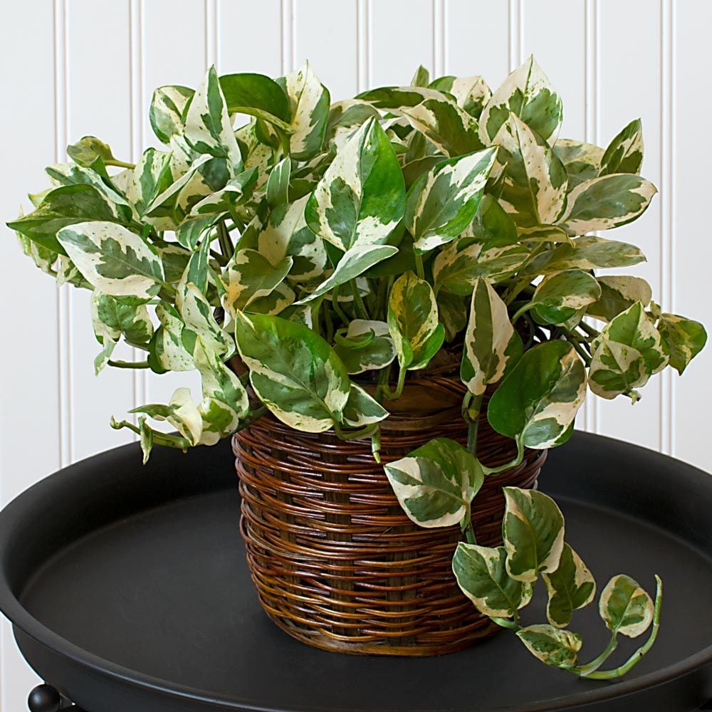 Pothos 'Pearls and Jade' | White Flower Farm