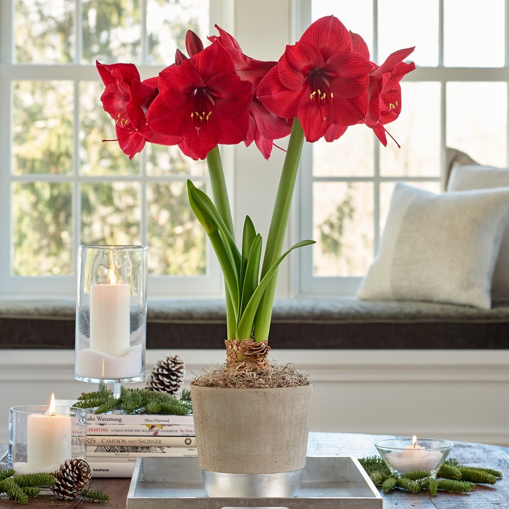 Amaryllis 'Winter Cranberry'