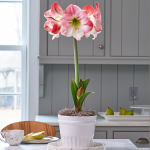  Amaryllis 'Apple Blossom'