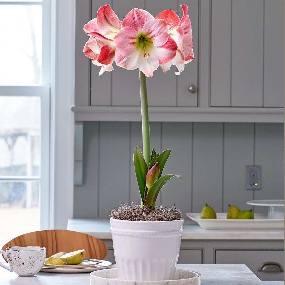 Amaryllis 'Apple Blossom'