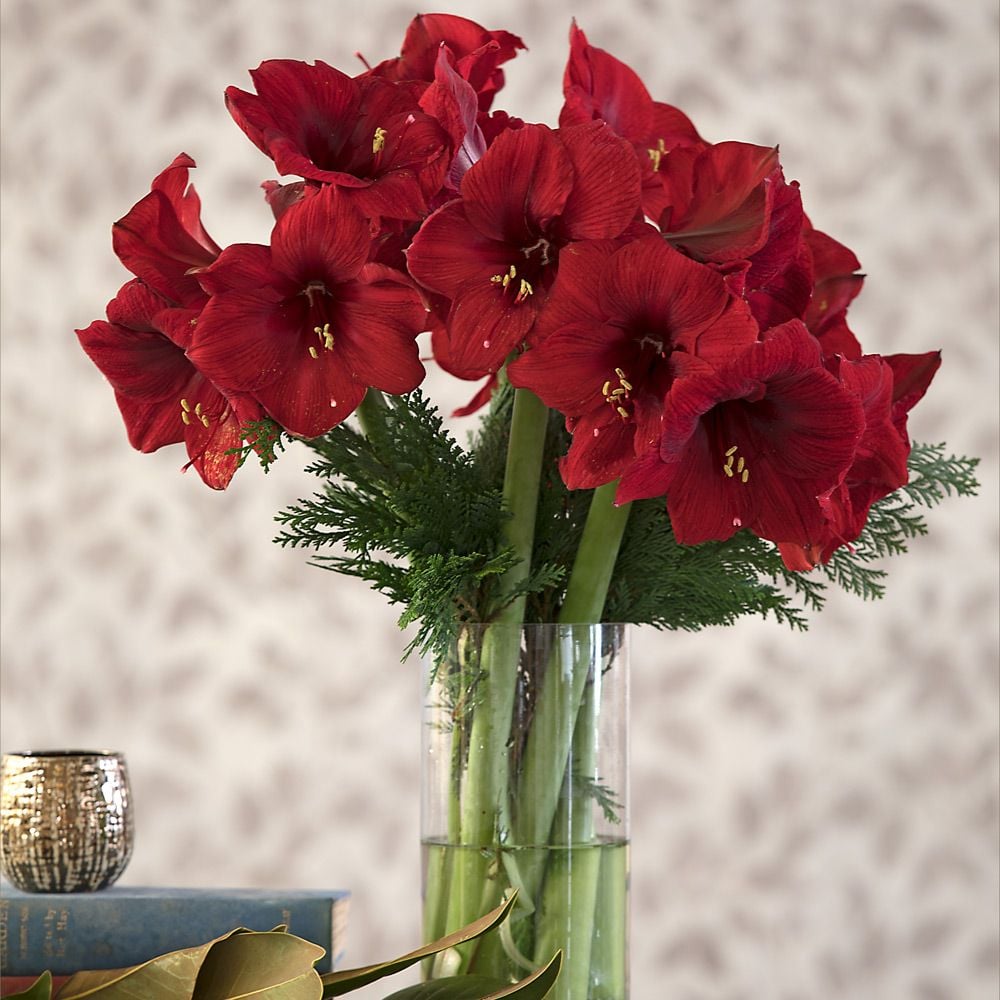 Amaryllis 'Red Velvet' Bouquet