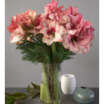  Amaryllis 'Showmaster' Bouquet