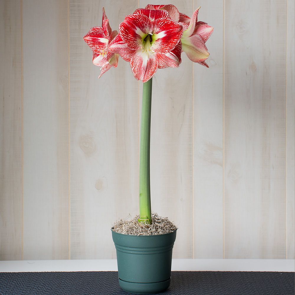Amaryllis 'Flamed Queen'