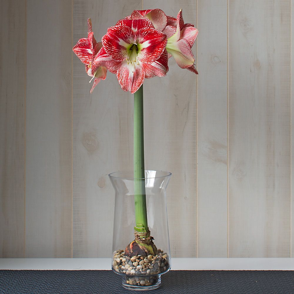 Amaryllis 'Flamed Queen'