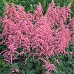  Astilbe x arendsii 'Bressingham Beauty'