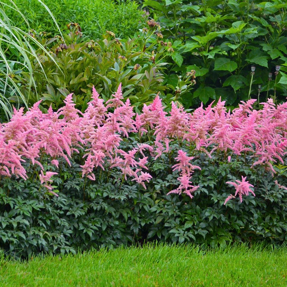 Astilbe x arendsii 'Bressingham Beauty' White Flower Farm