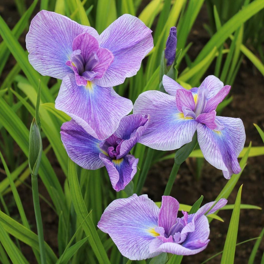 Iris ensata 'Geisha Girl'