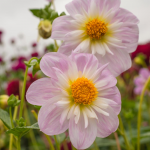  Dahlia 'Teesbrooke Audrey'