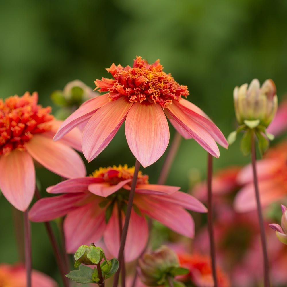 Dahlia 'Totally Tangerine'