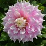  Dahlia 'Gitt's Perfection'