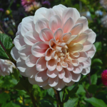  Dahlia 'Sweet Nathalie'