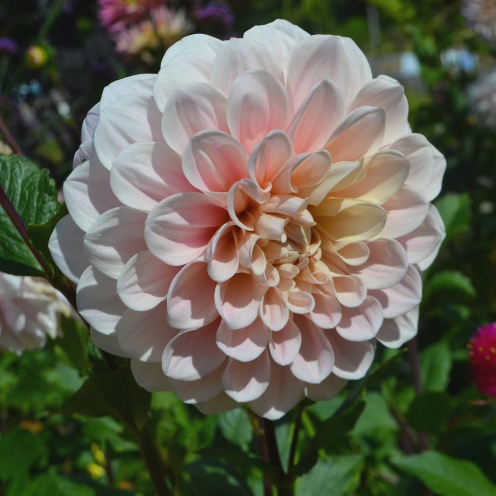 Dahlia 'Sweet Nathalie'