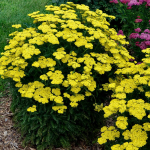  Achillea 'Firefly Sunshine'