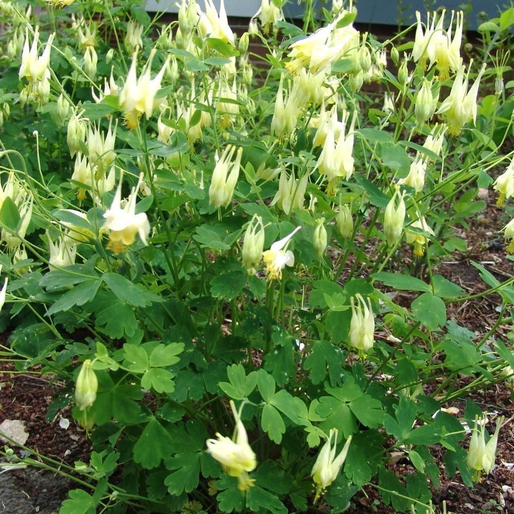 Aquilegia canadensis 'Corbett'