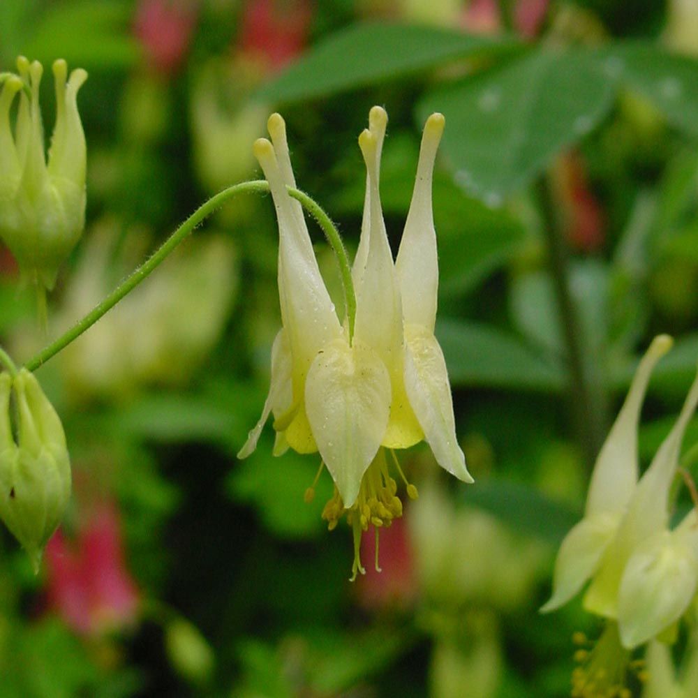 Aquilegia canadensis 'Corbett' White Flower Farm