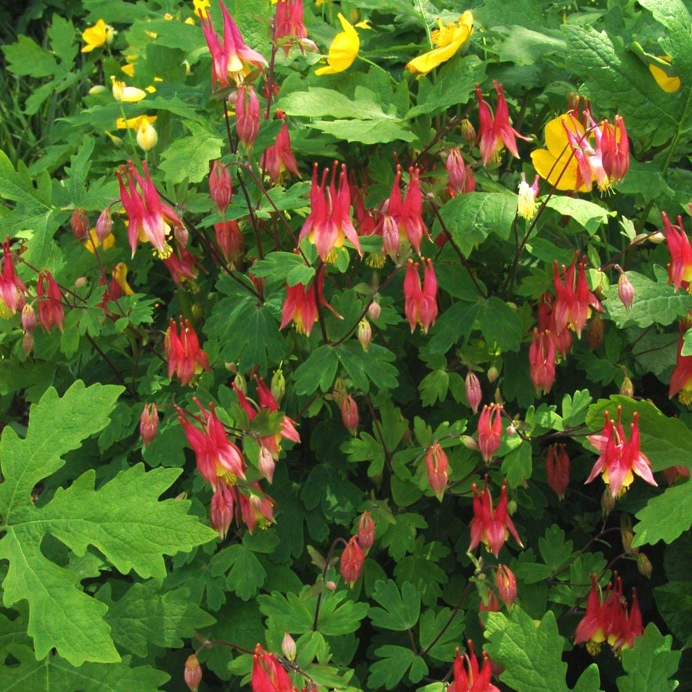 Aquilegia canadensis 'Little Lanterns'