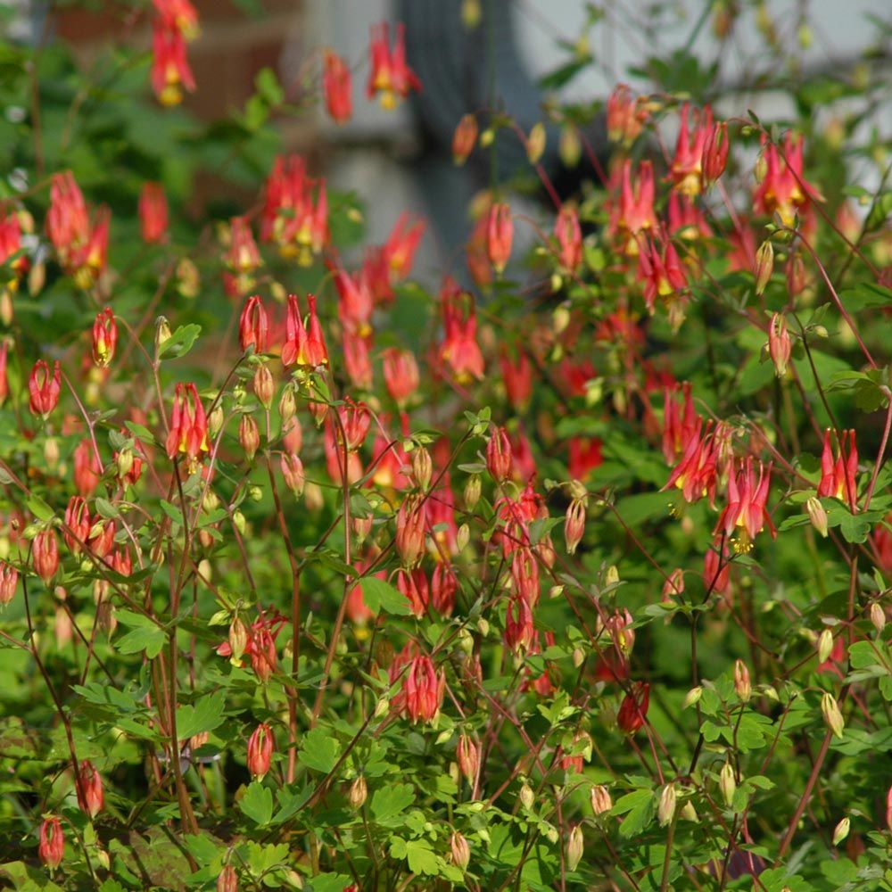 Aquilegia canadensis 'Little Lanterns' | White Flower Farm