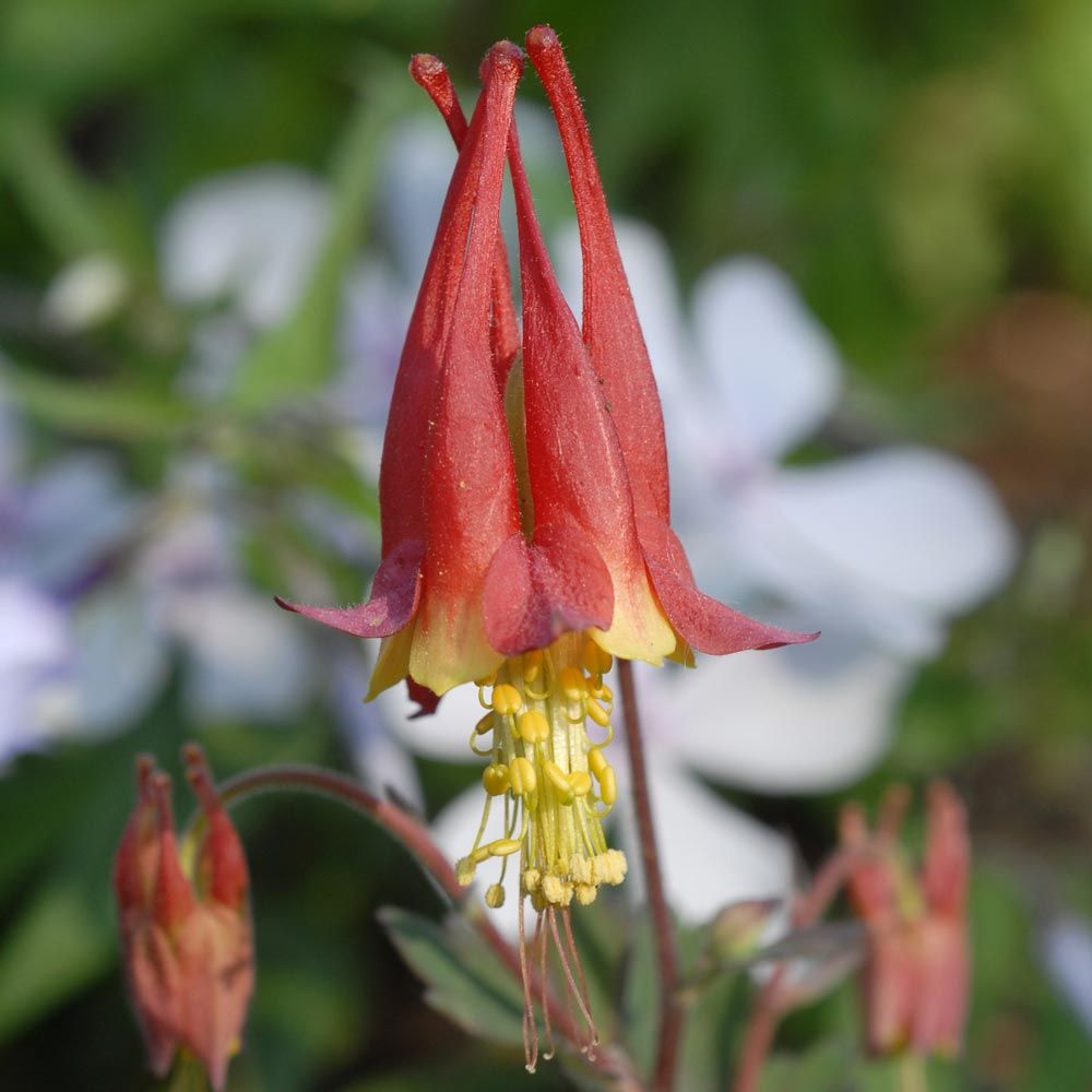 Aquilegia canadensis 'Little Lanterns' | White Flower Farm