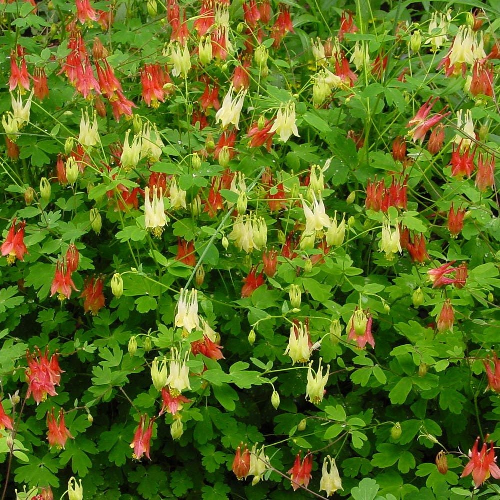 Aquilegia Mini Lanterns Mix