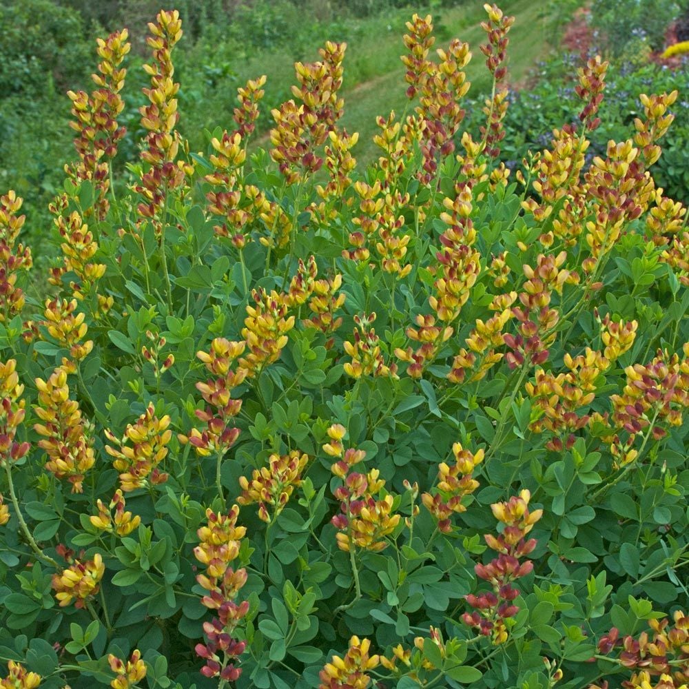 Baptisia Decadence® 'Cherries Jubilee'