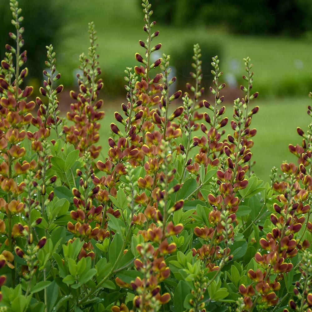 Baptisia Decadence® 'Cherries Jubilee' White Flower Farm
