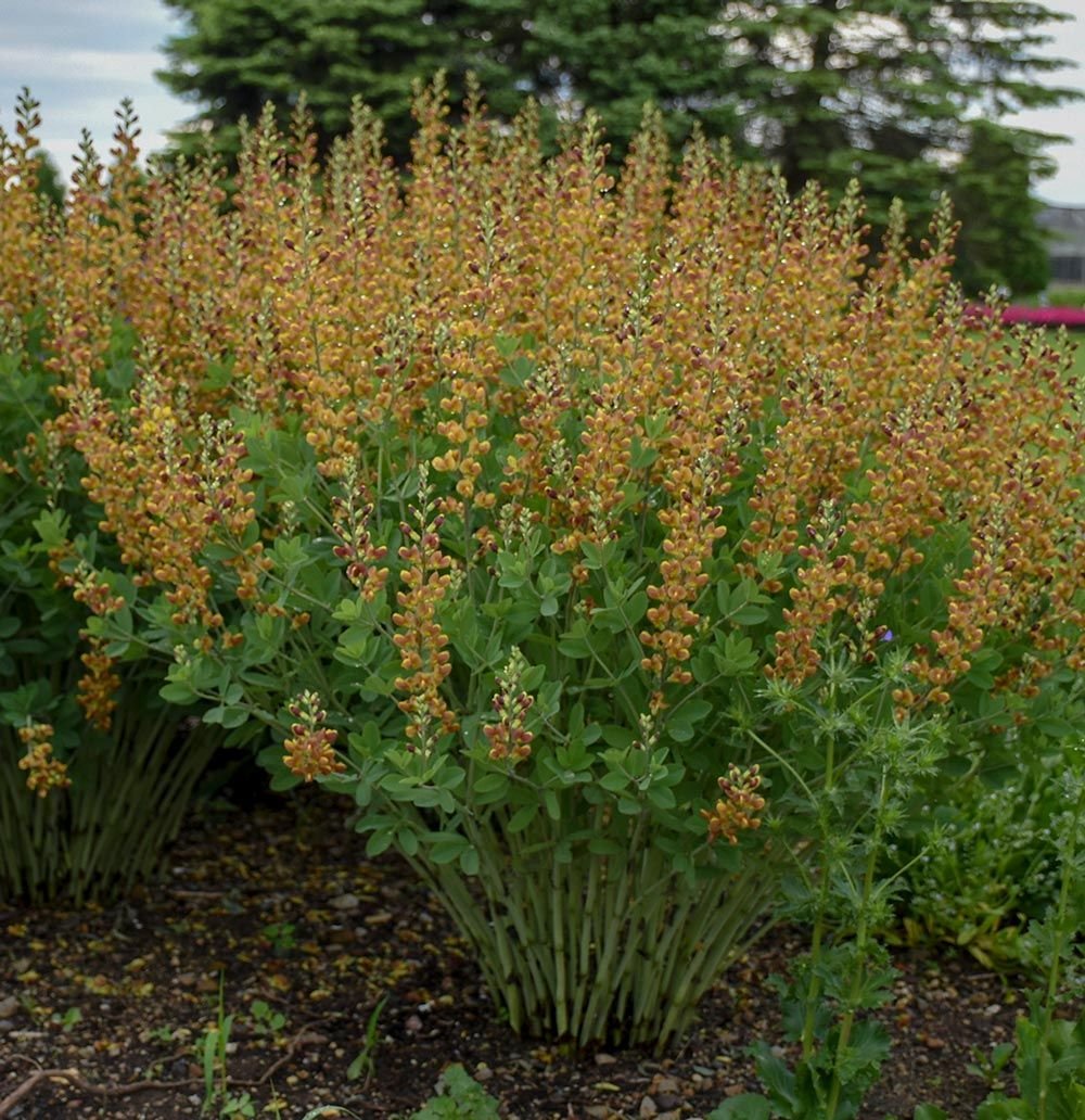 Baptisia Decadence® 'Cherries Jubilee' White Flower Farm