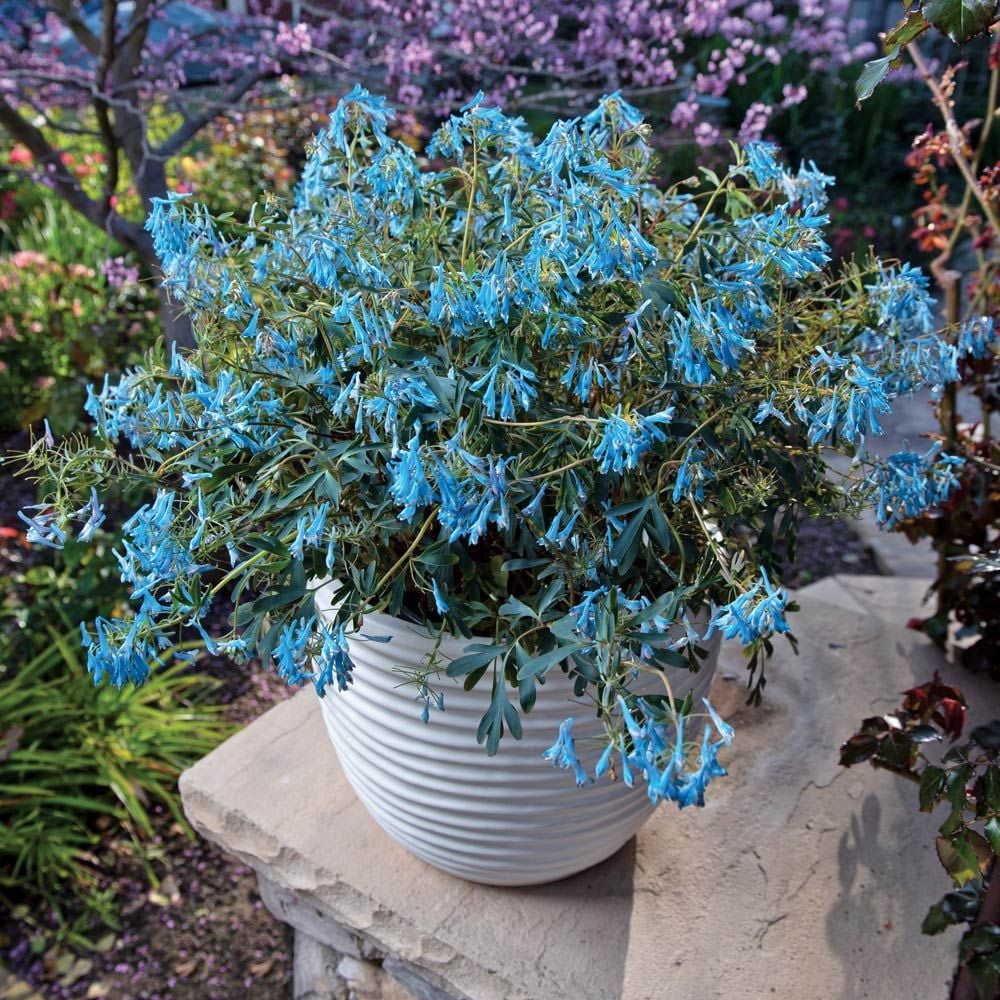 Corydalis flexuosa Hillier™ 'Porcelain Blue'