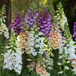  Digitalis Dalmatian Mix