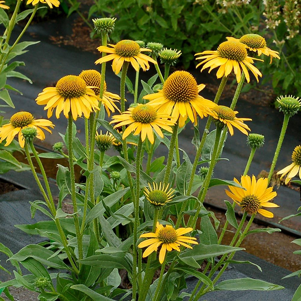 Echinacea Kismet® Yellow White Flower Farm