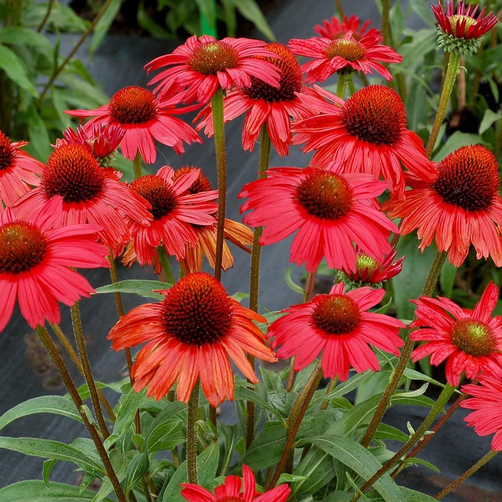 Echinacea Kismet® Red