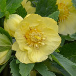  Helleborus Honeymoon® 'California Dreaming'