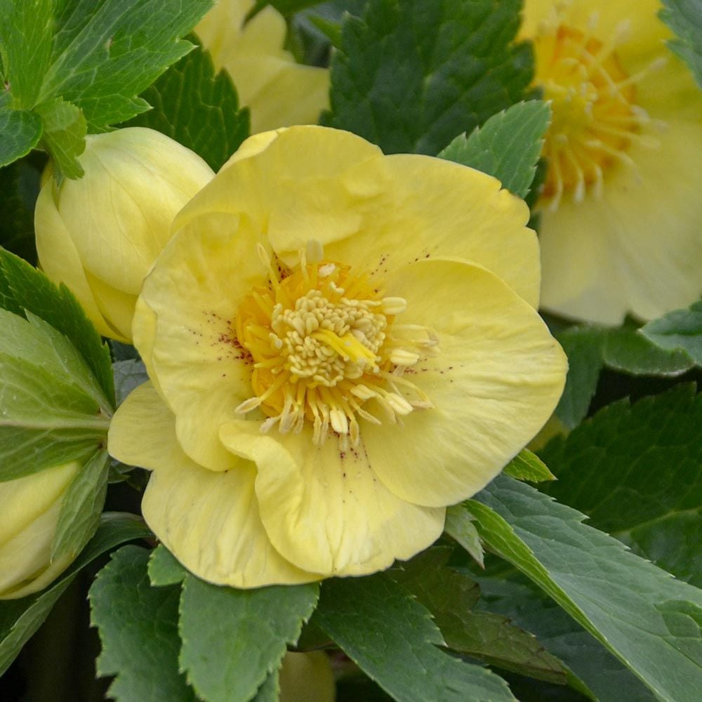 Helleborus Honeymoon® 'California Dreaming'