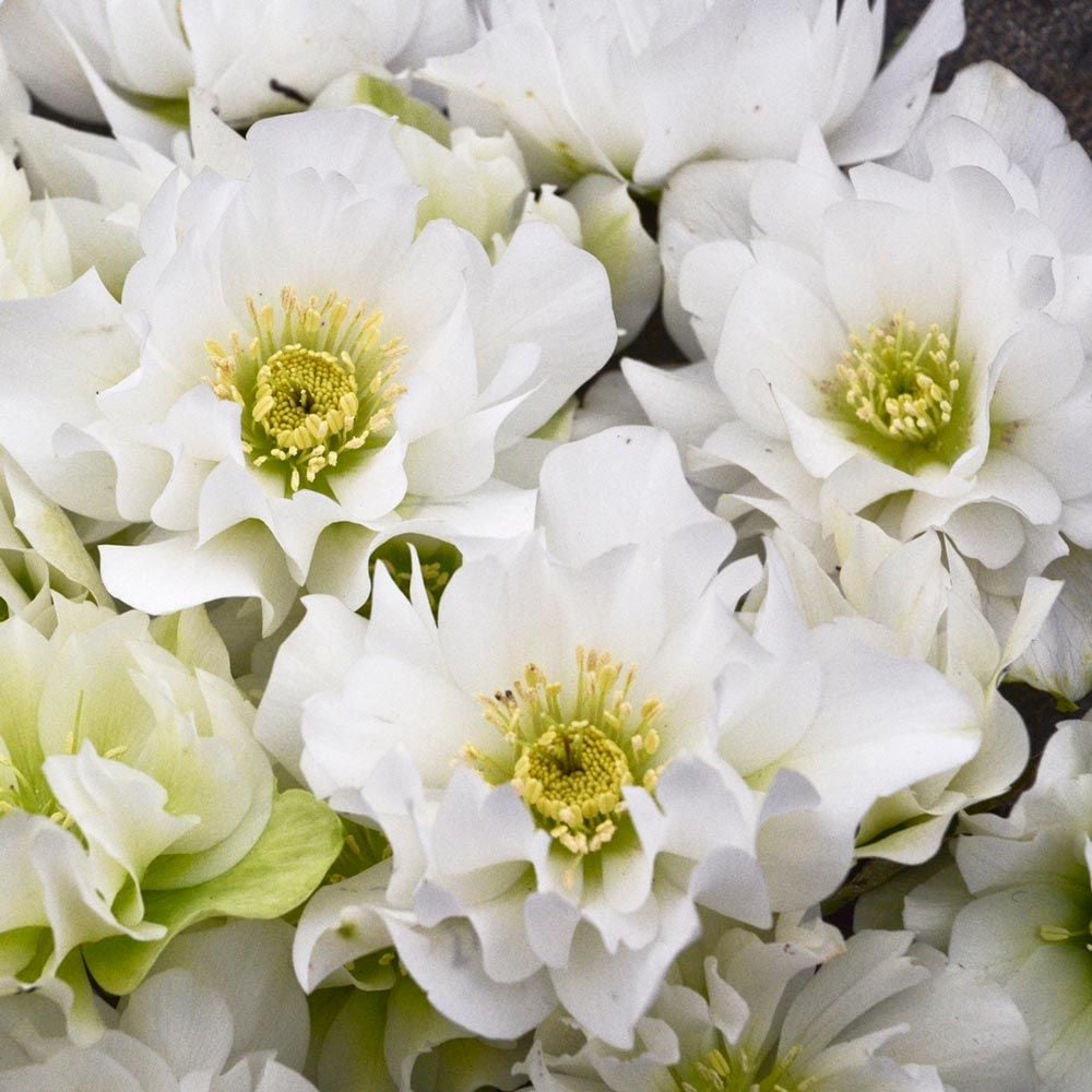 Helleborus Wedding Party® 'Wedding Bells