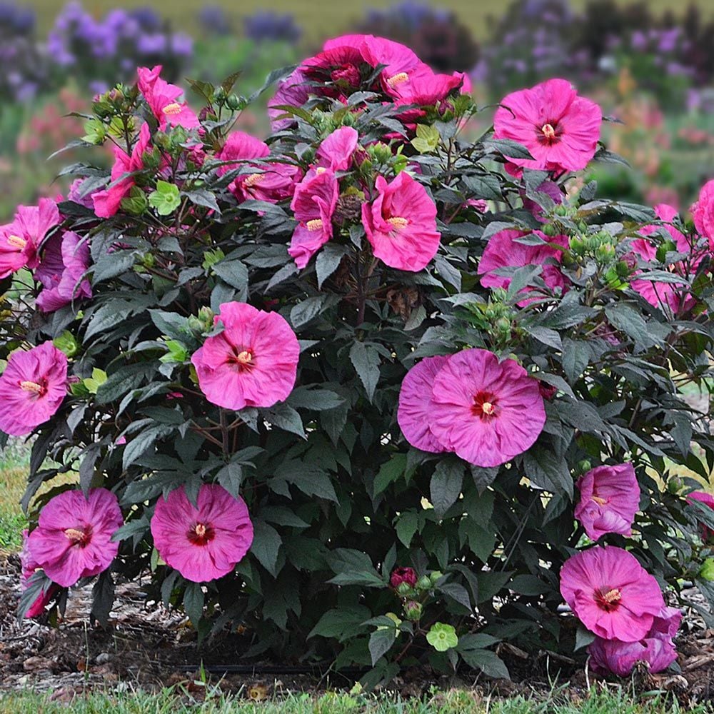 Hibiscus Summerific® 'Berry Awesome'