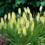  Kniphofia 'Pineapple Popsicle'