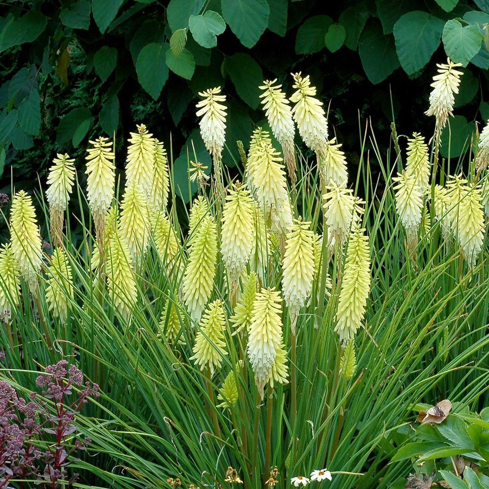 Kniphofia 'Pineapple Popsicle'