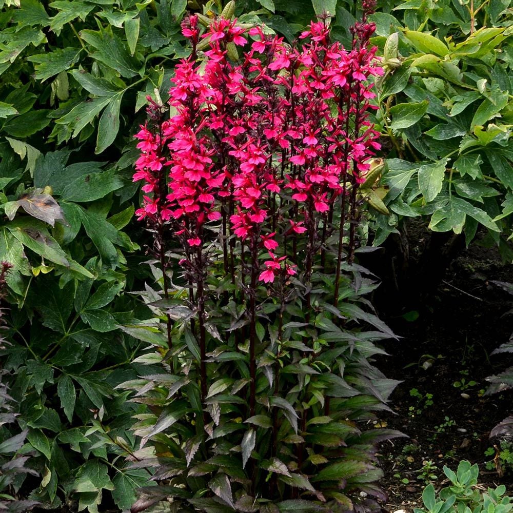 Lobelia speciosa Starship™ Deep Rose