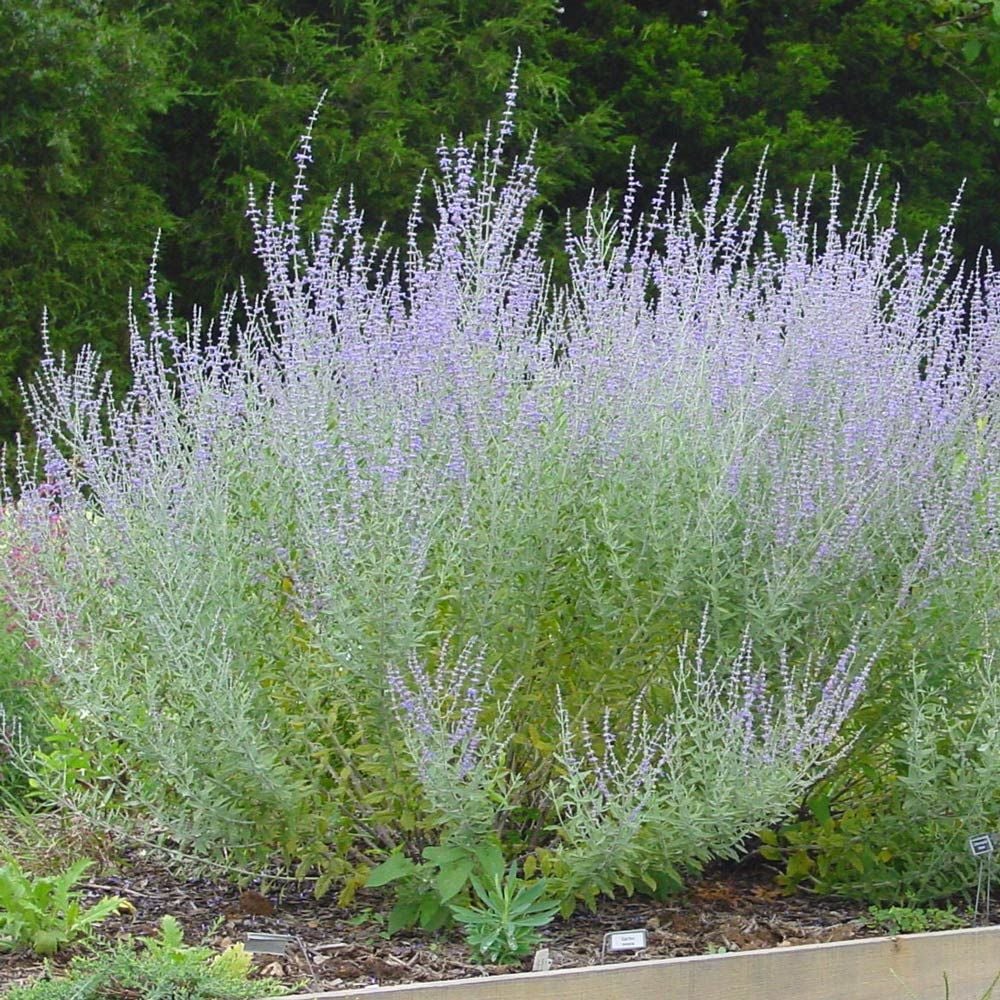 Perovskia atriplicifolia 'Little Spire'